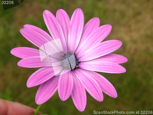 Image of african daisy over grass
