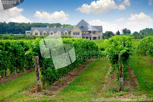 Image of Vineyard