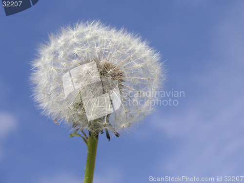 Image of dandelion seedhead in front of a blue sky