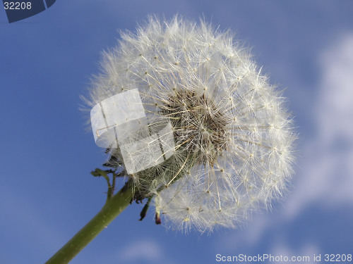 Image of macro of a dandelion seedhead angled