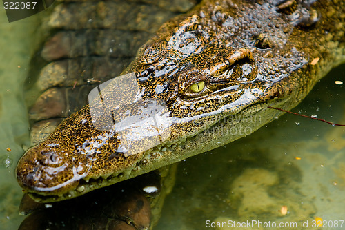 Image of Crocodile