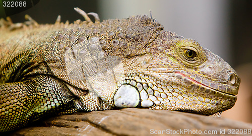 Image of Iguana