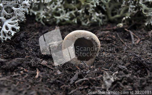 Image of Peeble on forest floor