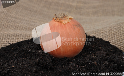 Image of Onion on soil