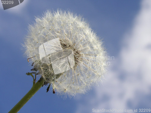 Image of dandelion seedhead against a blue sky