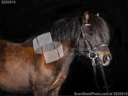 Image of mini Shetland pony