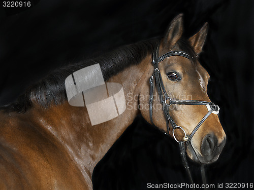 Image of Oldenburg Horse head