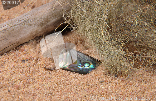 Image of Nacre on beach