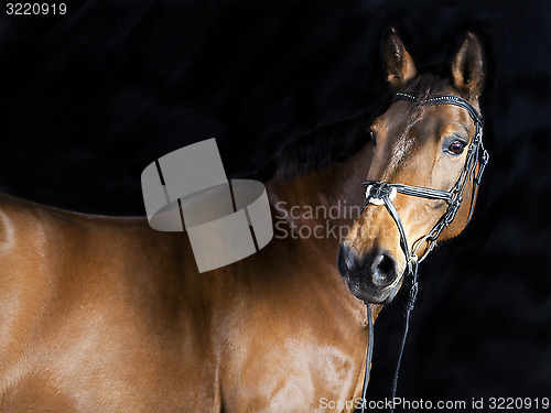 Image of brown Oldenburg Horse