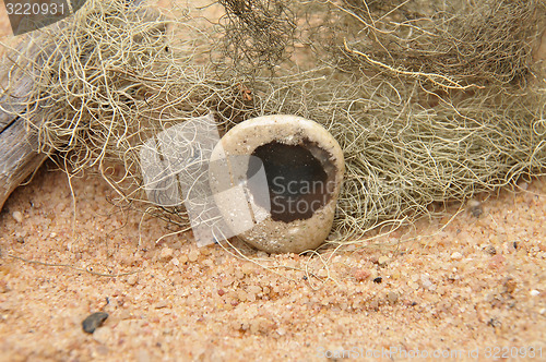 Image of Pebble on beach