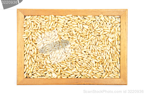 Image of Oat in frame