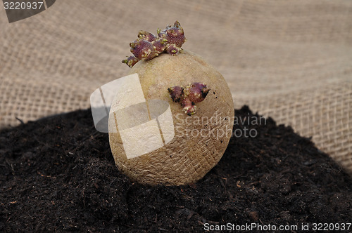 Image of Potato on soil