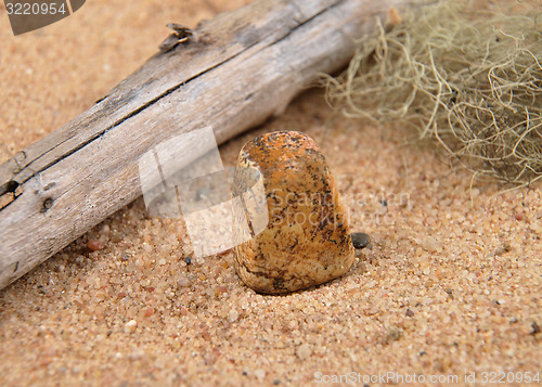 Image of Jasper on beach