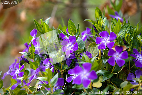 Image of campanula