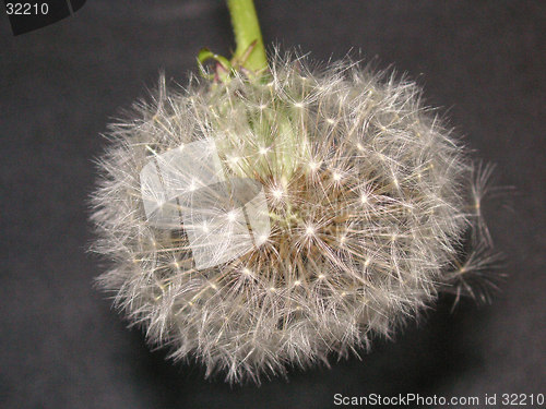 Image of dandelion seedhead