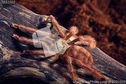 Image of tarantula Tapinauchenius gigas