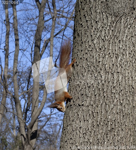 Image of Red squirrels on tree 