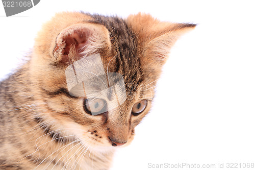 Image of head of small cat isolated 