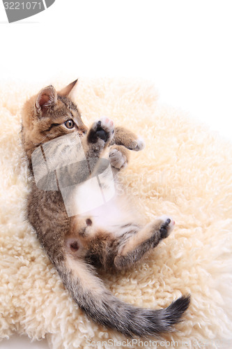 Image of small cat