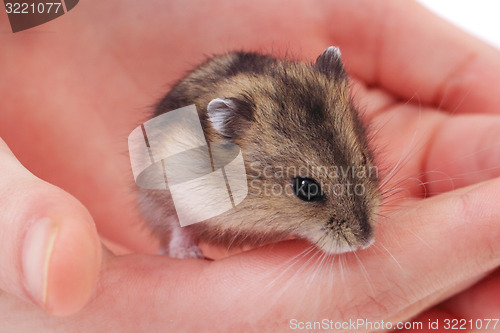 Image of dzungarian mouse in the human hand