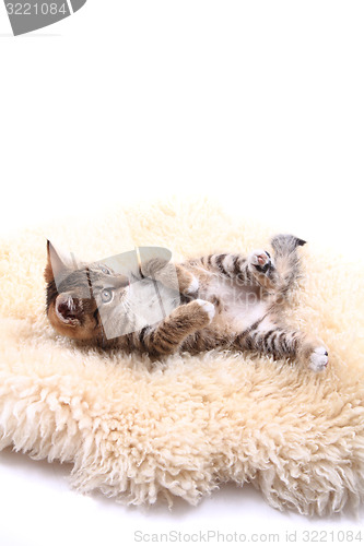 Image of small cat