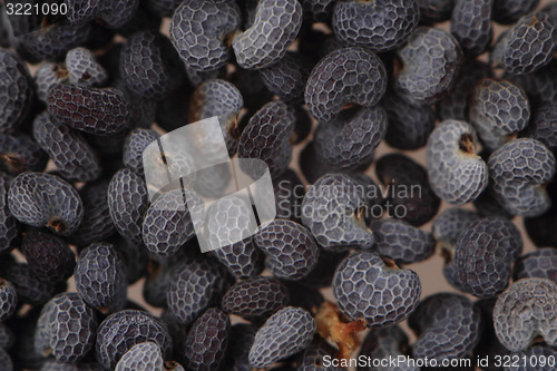 Image of poppy seeds background 