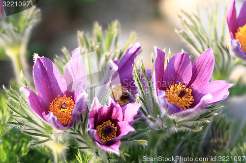 Image of pasqueflower