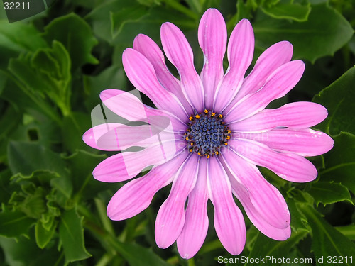 Image of pink daisy growing on the plant