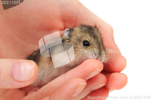 Image of dzungarian mouse in the human hand