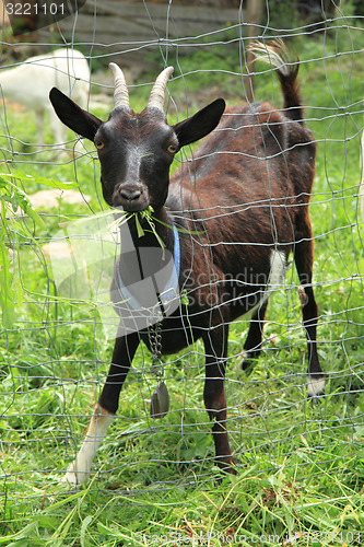 Image of black goat in the green garden