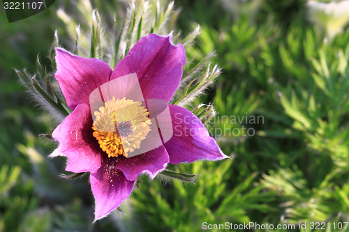 Image of pasqueflower