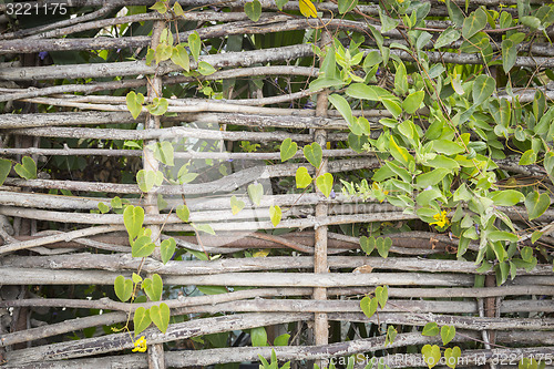 Image of Abstract of Woven Branch Decorative Thatch Work Fence