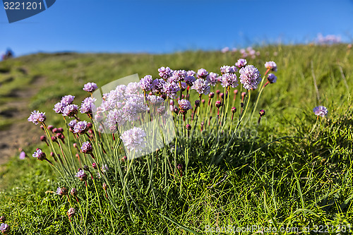 Image of Armeria Maritima 