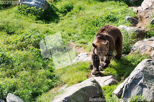 Image of Brown bear is posing on the rock