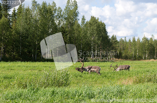 Image of two deer