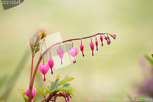 Image of Lamprocapnos Bleeding Heart