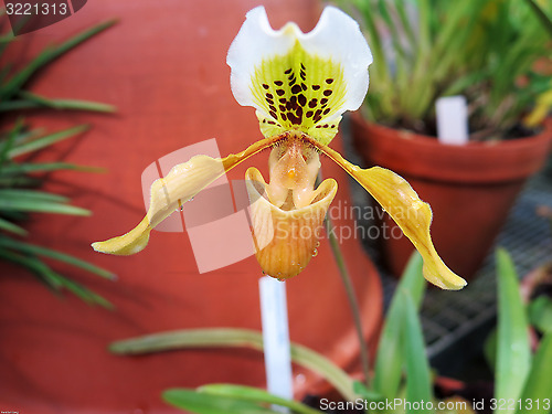 Image of orchid