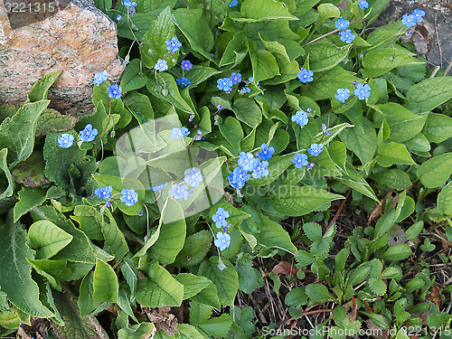 Image of blue flower