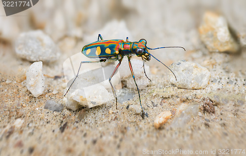 Image of Extreme Closeup of a Brightly Colored Tiger Beetle in the Wild