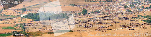 Image of Thousands of Camels and Other Livestock at Pushkar Camel Fair in