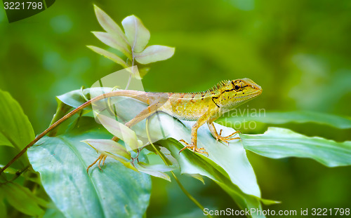 Image of Curious, Wild, Forest Lizard Keeping Watch in Thailand