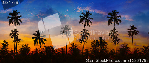 Image of Coconut Palms Silhouetted against a Sunset Sky in Thailand.