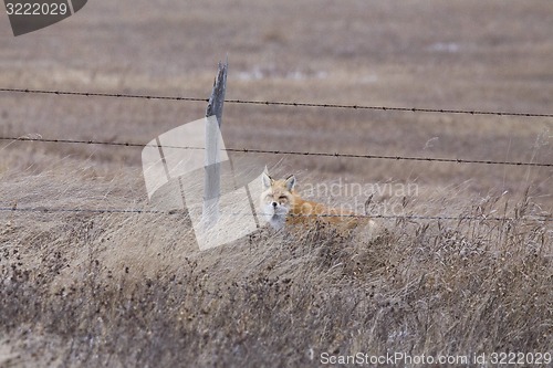 Image of Fox in Winter