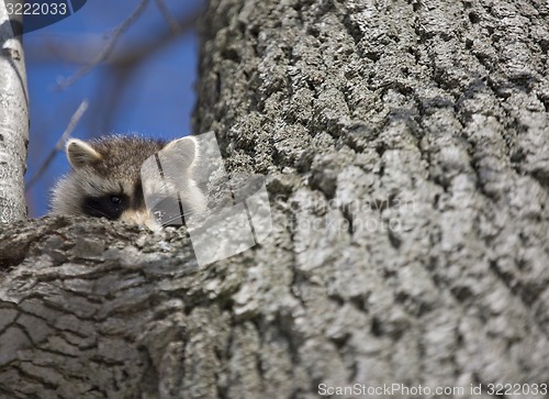 Image of Racoon in Winter