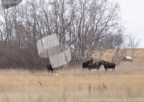 Image of Moose in a field