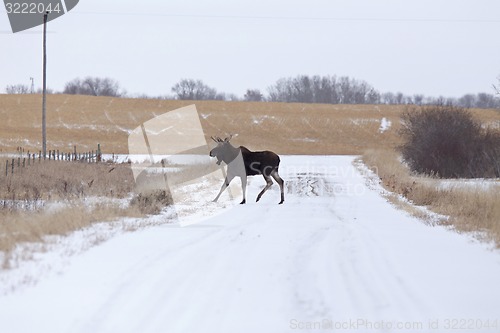 Image of Moose in a field