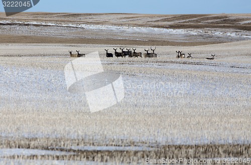 Image of Deer in winter 