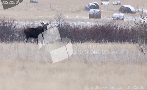 Image of Moose in a field