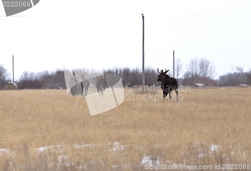 Image of Moose in a field