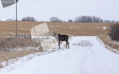 Image of Moose in a field